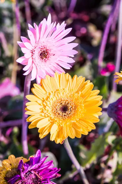 Close Gerbera Flower Thailand — Stock Photo, Image