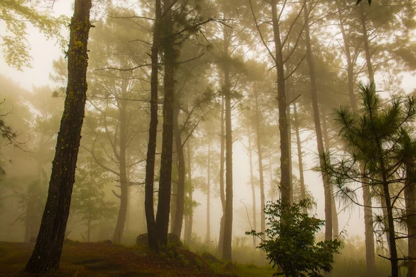 山の霧の森 — ストック写真