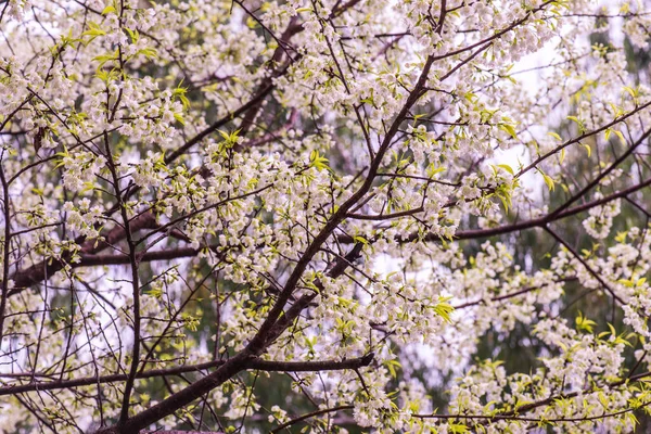 クンワン王室プロジェクトの野生のヒマラヤの桜 — ストック写真
