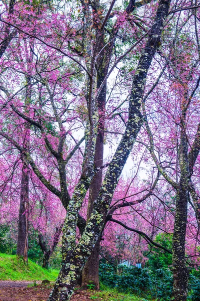 Wild Himalayan Cherry Khun Wang Royal Project Thailand — Zdjęcie stockowe
