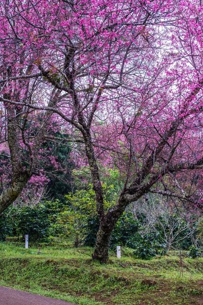 Wild Himalayan Cherry Khun Wang Royal Project Thailand — Fotografie, imagine de stoc