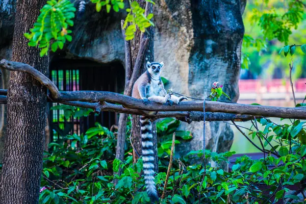타이의 여우원숭이 — 스톡 사진