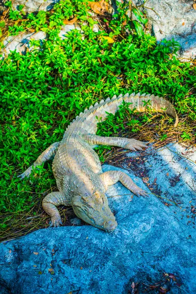 Albino Siamesisk Krokodil Eller Thailändsk Krokodil Thailand — Stockfoto