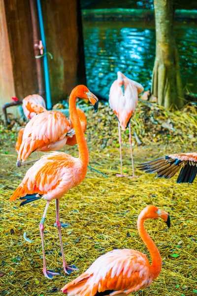 Amerikaanse Flamingo Thailand — Stockfoto