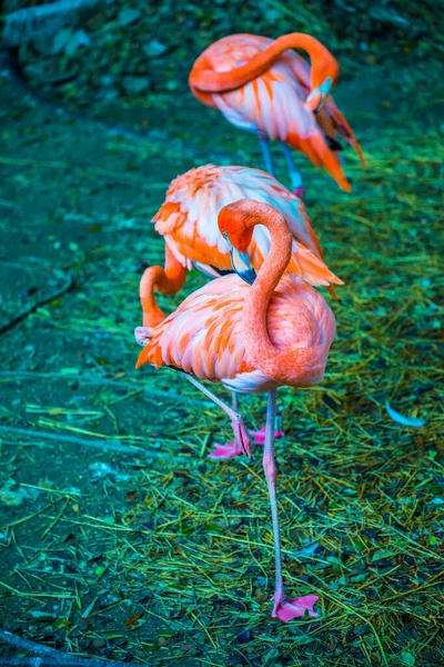 Flamingo Americano Tailandês Tailândia — Fotografia de Stock