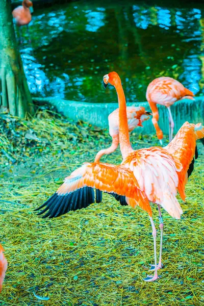 Amerikansk Flamingo Thai Thailand - Stock-foto