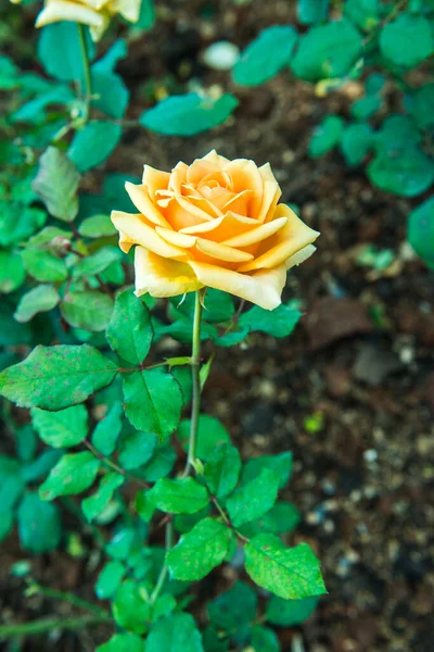 Orange Rose Garten Thailand — Stockfoto