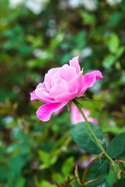 Pink Rose Garden Thailand — Stockfoto