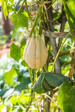 Bahçede Chayote meyvesi, Tayland.