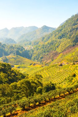 Manzara Görünümü Çay Çiftliği 2000, Tayland.