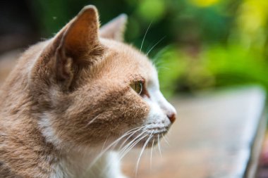 Tayland kedisi, Tayland.