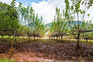 Tayland 'da dut bahçesi.
