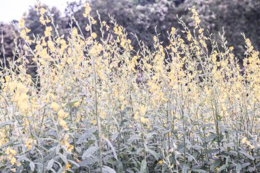 Tayland, Sunn Hemp çiçeğinin yakın çekimi.