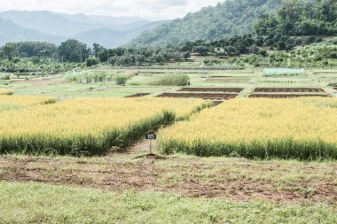 Tayland 'da Sunn Hemp Field.