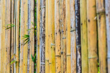 Bambu çit arka planı, Tayland.