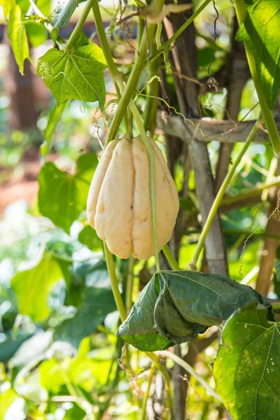 Bahçede Chayote meyvesi, Tayland.