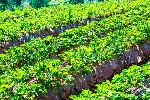 Erdbeerplantage Bei Doi Ang Khang Thailand — Stockfoto
