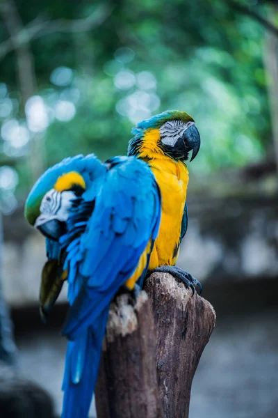 Macaw Bird Tree Tailândia — Fotografia de Stock