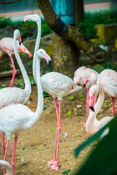 Großer Flamingo Vogel Thailand — Stockfoto