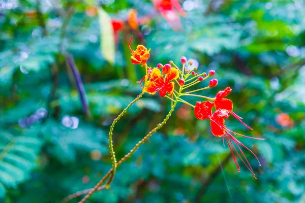 Квітка Павича Природним Тлом Таїланд — стокове фото