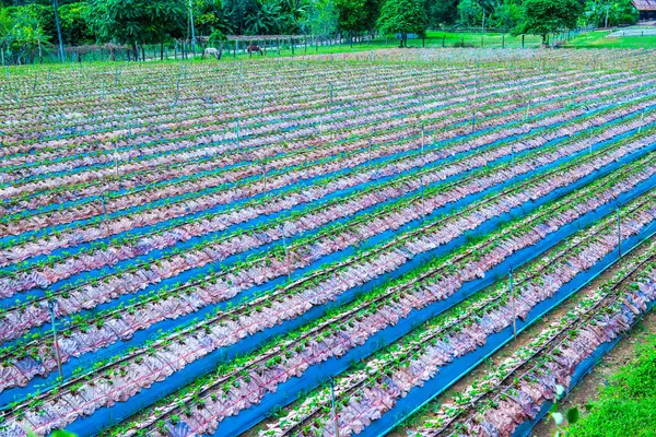 泰国清迈市草莓农场 — 图库照片