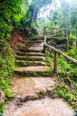 Ormanda merdiven, Tayland.