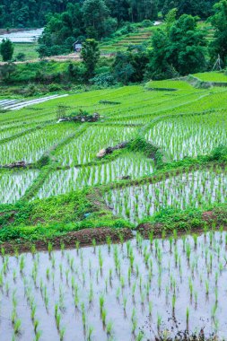Tayland 'ın Chiangmai eyaletinde pirinç tarlaları..