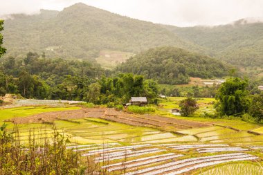 Tayland 'ın Chiangmai eyaletinde pirinç tarlaları..