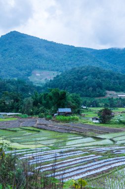 Tayland 'ın Chiangmai eyaletinde pirinç tarlaları..