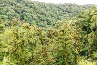 Doi Inthanon Ulusal Parkı, Tayland 'da Büyük Ağaçlar.