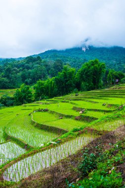 Tayland 'ın Chiangmai eyaletinde pirinç tarlaları..