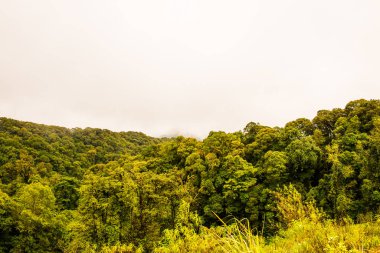 Doi Inthanon Ulusal Parkı, Tayland 'da Büyük Ağaçlar.