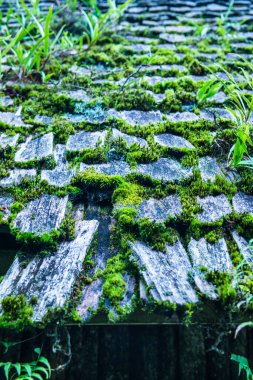 Doi Inthanon Ulusal Parkı, Tayland 'da çatıda yosun.