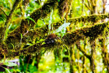 Doi Inthanon Ulusal Parkı, Tayland 'da bitki örtüsü.