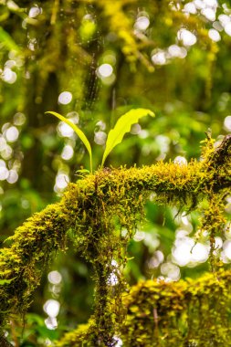 Doi Inthanon Ulusal Parkı, Tayland 'daki ağaç bütünlüğü.