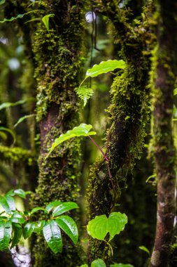 Doi Inthanon Ulusal Parkı, Tayland 'daki ağaç bütünlüğü.