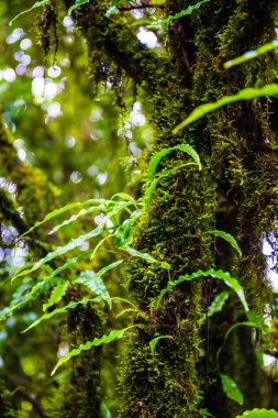 Doi Inthanon Ulusal Parkı, Tayland 'daki ağaç bütünlüğü.