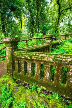 Doi Inthanon Ulusal Parkı, Tayland 'da eski beton çitler..