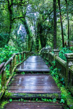 Doi Inthanon Ulusal Parkı 'nda yürüyüş yolu, Tayland.