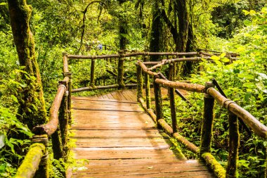 Doi Inthanon Ulusal Parkı 'nda yürüyüş yolu, Tayland.