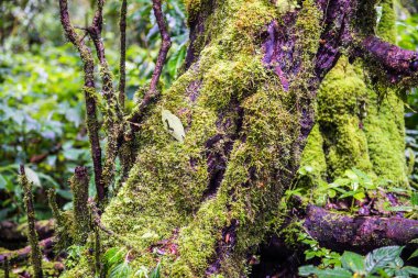 Doi Inthanon Ulusal Parkı, Tayland 'daki ağaç bütünlüğü.