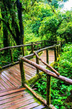 Doi Inthanon Ulusal Parkı 'nda yürüyüş yolu, Tayland.