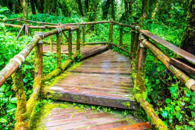 Doi Inthanon Ulusal Parkı 'nda yürüyüş yolu, Tayland.