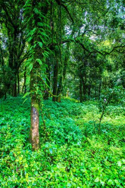 Doi Inthanon Ulusal Parkı, Tayland 'daki ağaç bütünlüğü.