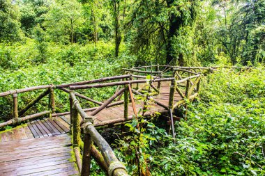 Doi Inthanon Ulusal Parkı 'nda yürüyüş yolu, Tayland.