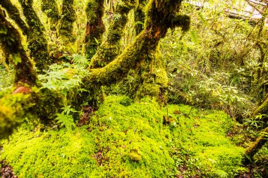 Doi Inthanon Ulusal Parkı, Tayland 'daki ağaç bütünlüğü.