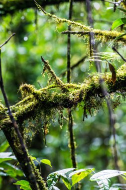 Doi Inthanon Ulusal Parkı, Tayland 'daki ağaç bütünlüğü.