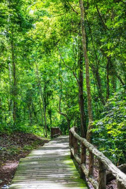 Jedsee Çeşme Parkı 'nda yürü, Tayland.
