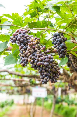 Tayland 'da şarap üzümleri.