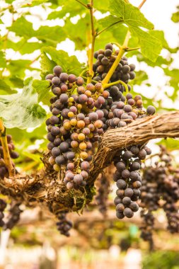Tayland 'da şarap üzümleri.